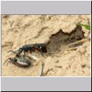 Episyron rufipes - Wegwespe w43d beim Nesteintrag - Sandgrube Niedringhaussee.jpg